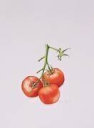 Three Tomatoes on the Vine (Alison Cooper) - Muzeo.com