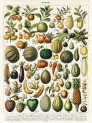 A vintage illustration of a wide variety of fruits and vegetables (Larousse) - Muzeo.com