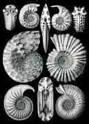 Ammonite, Extinct Marine Mollusk (Ernst Haeckel) - Muzeo.com