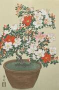 Azalea in Pot (Ohara Koson) - Muzeo.com