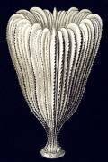 Balanophylia floridana (Ernst Haeckel) - Muzeo.com
