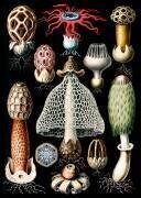 Basidiomycota, Stinkhorn Mushrooms (Ernst Haeckel) - Muzeo.com