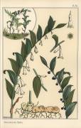 Botanical illustration of Solomon's seal (Eugène Grasset) - Muzeo.com