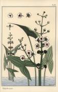 Botanical illustration of the arrowhead (Eugène Grasset) - Muzeo.com