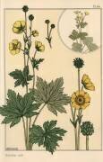 Buttercup (Eugène Grasset) - Muzeo.com