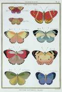 Butterflies from 'Histoire Naturelle des Insectes' (Robert Bénard) - Muzeo.com
