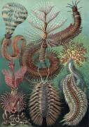 Chaetopoda, Marine Worms (Ernst Haeckel) - Muzeo.com