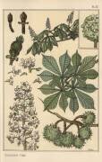 Chestnut tree (Eugène Grasset) - Muzeo.com