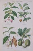 Coffee, Tea, Chocolate and Breadfruit (W. Fitch) - Muzeo.com