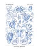 Ctenophorae (Ernst Haeckel) - Muzeo.com