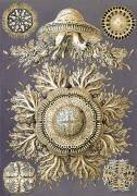 Discomedusae, Jellyfish (Ernst Haeckel) - Muzeo.com