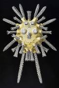 Echinocyamus pusillus (Ernst Haeckel) - Muzeo.com