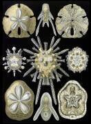 Echinoidea, Sea Urchins and Sand Dollars (Ernst Haeckel) - Muzeo.com
