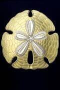 Encope emarginata (Ernst Haeckel) - Muzeo.com