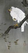 Falcon on a Branch (Ohara Koson) - Muzeo.com