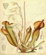 Heliamphora nutans (Joseph Dalton Hooker) - Muzeo.com