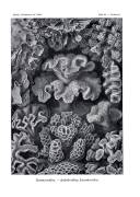 Hexacoralla (Ernst Haeckel) - Muzeo.com