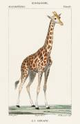 Illustration of a giraffe (Pierre Jean Francois Turpin) - Muzeo.com