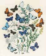 Illustrations from the book European Butterflies and Moths (William Forsell Kirby) - Muzeo.com