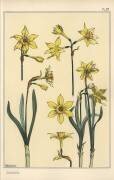 Jonquil (Eugène Grasset) - Muzeo.com