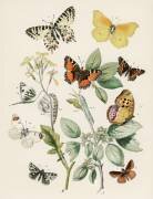 Kaleidoscope of fluttering butterflies and caterpillars (William Forsell Kirby) - Muzeo.com