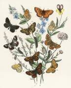 Kaleidoscope of fluttering butterflies and caterpillars (William Forsell Kirby) - Muzeo.com