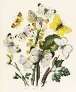 Kaleidoscope of fluttering butterflies and caterpillars (William Forsell Kirby) - Muzeo.com