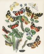 Kaleidoscope of fluttering butterflies and caterpillars (William Forsell Kirby) - Muzeo.com