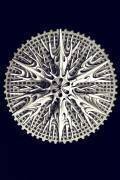 Leptopenus discus (Ernst Haeckel) - Muzeo.com