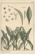 Lily of the valley (Eugène Grasset) - Muzeo.com