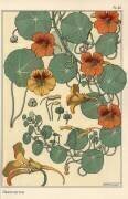 Nasturtium (Eugène Grasset) - Muzeo.com