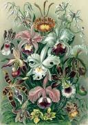 Orchideae, Orchids (Ernst Haeckel) - Muzeo.com