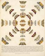 Plate XI,  from A Rare Depiction of Butterflies and Moths, pub. 1764 (hand coloured engraving) (Benjamin Wilkes) - Muzeo.com