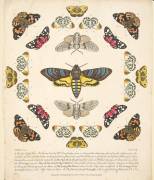 Plate XII, from A Rare Depiction of Butterflies and Moths (Benjamin Wilkes) - Muzeo.com