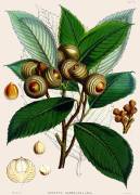 Quercus lamellosa (Joseph Dalton Hooker) - Muzeo.com
