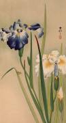 Small insect on flowering irises (Ohara Koson) - Muzeo.com