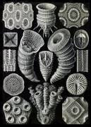 Tetracorallia, Extinct Corals (Ernst Haeckel) - Muzeo.com