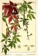 The Five-leaved Ivy (Maurice Pillard Verneuil) - Muzeo.com