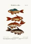 The Goldfish from China, 1749-73 (coloured engraving) (George Edwards) - Muzeo.com