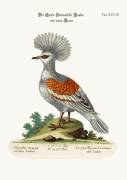 The Great Crowned Indian Pigeon (George Edwards) - Muzeo.com