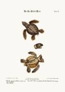 The Sea-Tortoise (George Edwards) - Muzeo.com