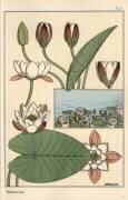 The water lily (Eugène Grasset) - Muzeo.com