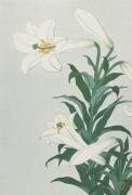 White Lily (Ohara Koson) - Muzeo.com